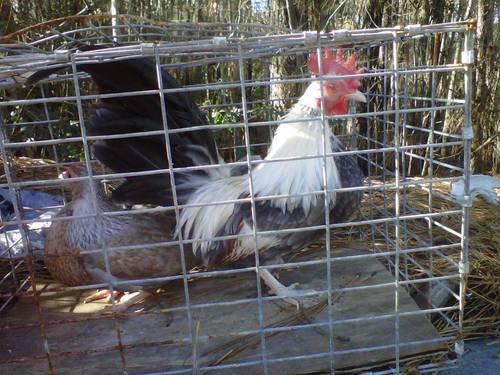 blue game roosters for sale